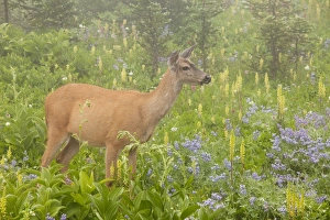 Columbian Black-tailed Deer - feeding among flowers in mist Columbian Black-tailed Deer - feeding among flowers in mist