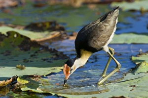 Comb-crested Jacana - adult stalking over Lotus Lily (Nelumbo nucifera Comb-crested Jacana - adult stalking over Lotus Lily (Nelumbo nucifera