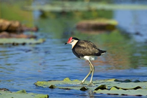 Comb-crested Jacana - adult standing on a Lotus Lily's leaf on a pond looking out Comb-crested Jacana - adult standing on a Lotus Lily's leaf on a pond looking out