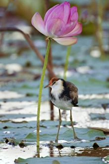Comb-crested Jacana - juvenile standing under a blooming Lotus Lily on one of the Comb-crested Jacana - juvenile standing under a blooming Lotus Lily on one of the