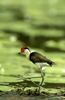 Comb-crested Jacana / Lotusbird) walking on waterlily, Kakadu National Park Comb-crested Jacana / Lotusbird) walking on waterlily, Kakadu National Park