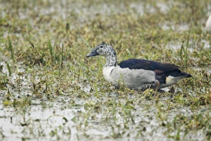 Comb Duck - Keoladeo Ghana National Park Comb Duck - Keoladeo Ghana National Park