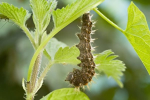 Comma Butterfly caterpillar attached to leaf stem in preparation for pupation Comma Butterfly caterpillar attached to leaf stem in preparation for pupation