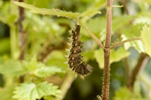 Comma Butterfly caterpillar attached to nettle stem in preparation for pupation Comma Butterfly caterpillar attached to nettle stem in preparation for pupation