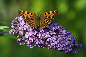 Comma Butterfly - feeding on Buddleia blossom in garden Comma Butterfly - feeding on Buddleia blossom in garden