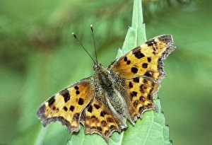 Comma Butterfly - on flower in garden Comma Butterfly - on flower in garden