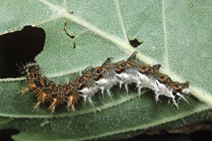 Comma Butterfly - larvae / Caterpillar eating leaf Comma Butterfly - larvae / Caterpillar eating leaf