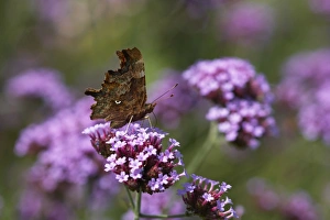 Comma Butterfly - On Verbena bonariensis flower Comma Butterfly - On Verbena bonariensis flower