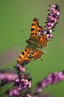 Comma - feeding on ornamental heather in garden Comma - feeding on ornamental heather in garden