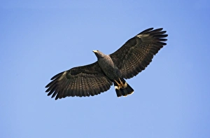 Common Black-Hawk. Adult in flight Common Black-Hawk. Adult in flight