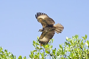 Common Black-Hawk. Immature in flight Common Black-Hawk. Immature in flight