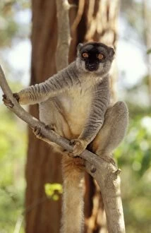 Images Dated 16th June 2004: Common Brown Lemur Endemic. Madagascar
