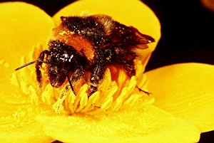 COMMON BUMBLEBEE - on flower, covered with pollen dust COMMON BUMBLEBEE - on flower, covered with pollen dust