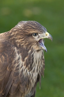 Common Buzzard - close up of single adult calling Common Buzzard - close up of single adult calling