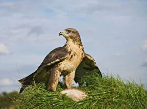 Common buzzard with prey
