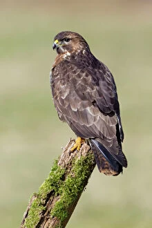 Images Dated 25th February 2011: Common Buzzard - resting perched on post