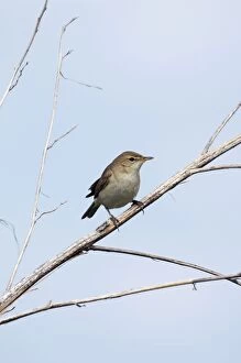 Common Chiffchaff - adult - alarmed sits on a dry