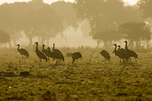 Common Crane - Silhouette of birds standing in a field at sunrise in winter Common Crane - Silhouette of birds standing in a field at sunrise in winter