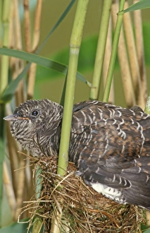 Common Cuckoo - Juvenile is growing too big for nest of the reed warbler Common Cuckoo - Juvenile is growing too big for nest of the reed warbler
