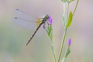 Common Darter Dragonfly - resting on Common Centaury flower - July Common Darter Dragonfly - resting on Common Centaury flower - July