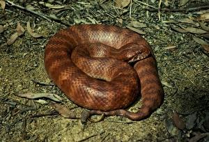 Common death adder - dangerously venomous. Uses slender tip of tail as lure Common death adder - dangerously venomous. Uses slender tip of tail as lure
