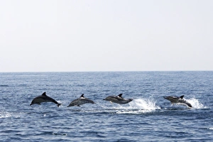 Common Dolphin - four swimming in line - leaping out of water in the strait of Gibraltar Common Dolphin - four swimming in line - leaping out of water in the strait of Gibraltar