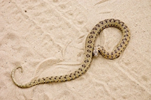 Common Egg-eater Snake basking in roadway Common Egg-eater Snake basking in roadway