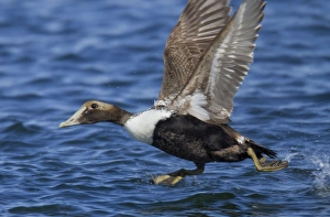 Common Eider - taking flight in winter Common Eider - taking flight in winter