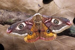 Images Dated 15th September 2004: Common Emperor Moth Male