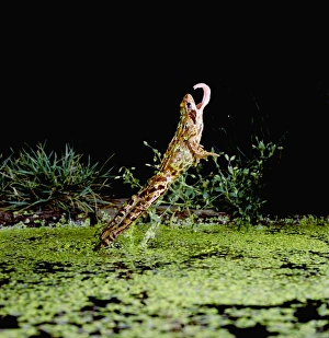 Common Frog - jumping upright, tongue extended Common Frog - jumping upright, tongue extended
