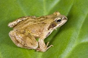 Images Dated 6th July 2006: Common Frog - Sitting on leaf Norfolk UK