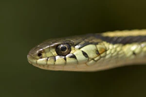 Common garter snake, Thamnophis sirtalis