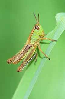 Common GRASSHOPPER - Nymph