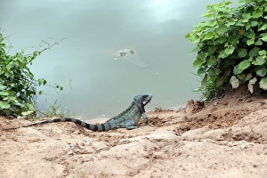 Common / Green Iguana & Orinoco Crocodile (crocodylus intermedius) Common / Green Iguana & Orinoco Crocodile (crocodylus intermedius)