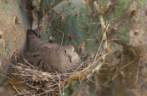 Common Ground Dove - On nest in prickly pear cactus Common Ground Dove - On nest in prickly pear cactus