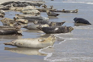 Wadden Sea Gallery: Common / Harbour Seal - seals resting on the beach - Germany