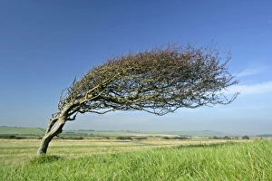 Common Hawthorn, wind swept specimen bent nearly 90 degrees with berries in autumn Common Hawthorn, wind swept specimen bent nearly 90 degrees with berries in autumn