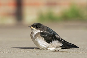 Common House Martin - juvenile Common House Martin - juvenile