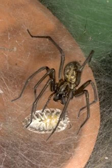 Spiders Gallery: Common House Spider