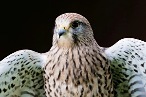 Common Kestrel - close up of a female stretching wings Common Kestrel - close up of a female stretching wings
