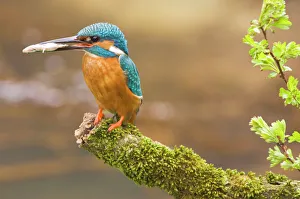 Common Kingfisher - Adult male with fish prey in beak Common Kingfisher - Adult male with fish prey in beak