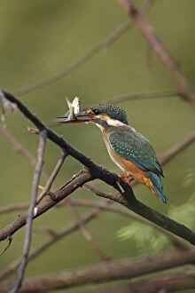 Common Kingfisher, Keoladeo National Park