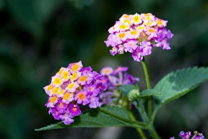 Common Lantana / Bird's Brandy / Tickberry flowers Common Lantana / Bird's Brandy / Tickberry flowers