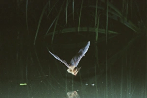 Common Long-eared / Brown Long-eared / Long-eared Bat - In flight over a pond Common Long-eared / Brown Long-eared / Long-eared Bat - In flight over a pond