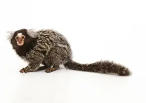 Common Marmoset Print - Eastern Brazil Studio Side View