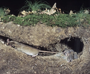 Common / Norway / Brown Rat - litter in nest with adult carrying young from burrow Common / Norway / Brown Rat - litter in nest with adult carrying young from burrow
