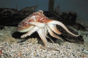 Images Dated 5th January 2006: Common Octopus
