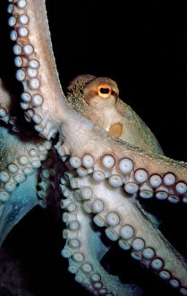 Images Dated 5th February 2007: Common Octopus, Atlantic and Mediterranean. Shows special rectangular pupil
