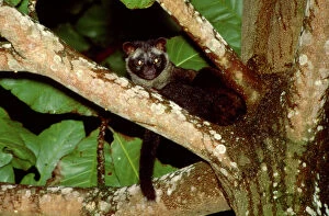 Rainforest Collection: Common Palm Civet - In tree, Sabah, Borneo, Malaysia, from India to Indonesia JPF33139