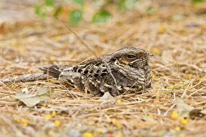 Common Paraque (Nyctidromus albicollis)